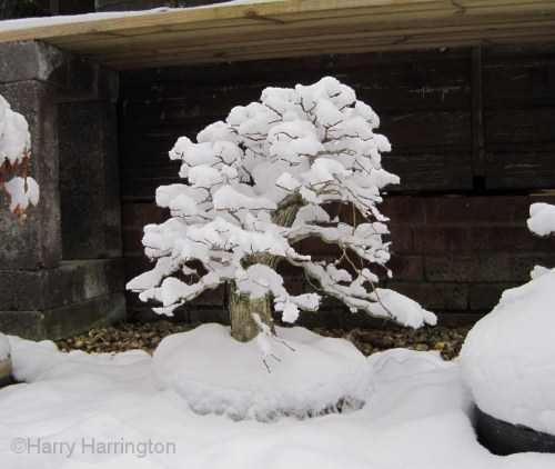 elm bonsai